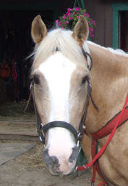 Shiloh